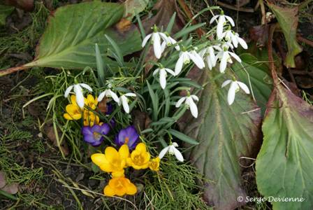 yfl_DSC04554.JPG - Perce neige et croccus : fleurs d'hiver
